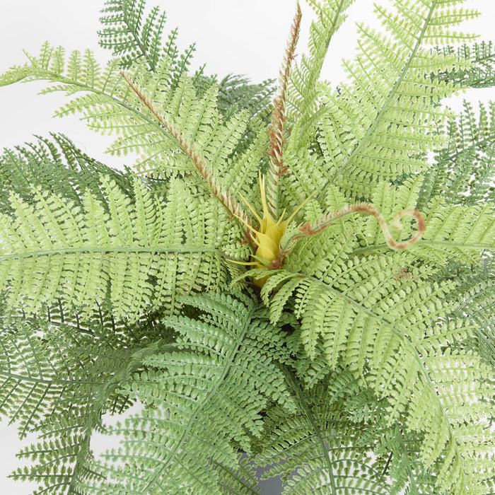 Boston Fern in Pot 55cm