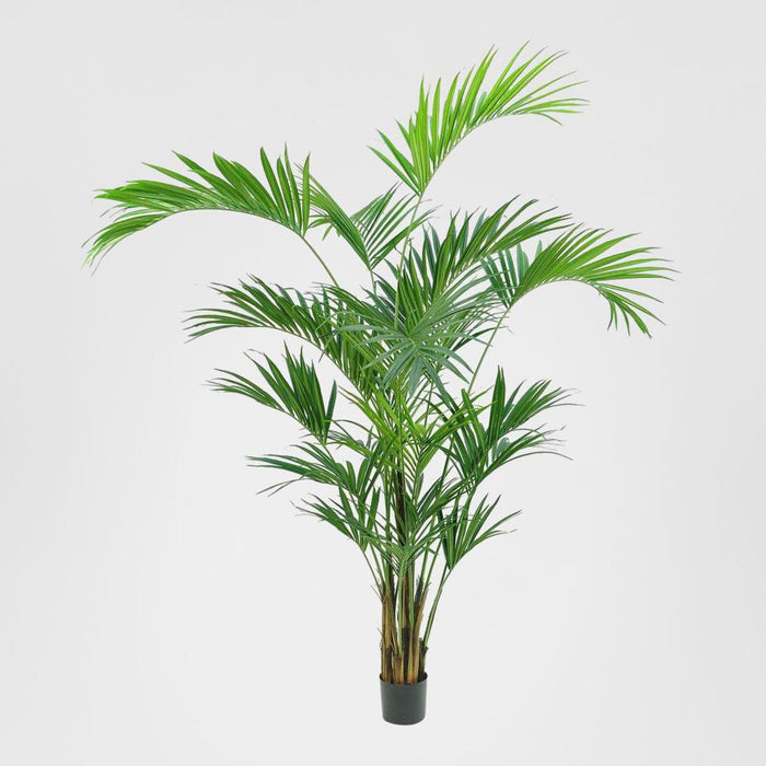 2.5m Kentia Palm 518 Leaves