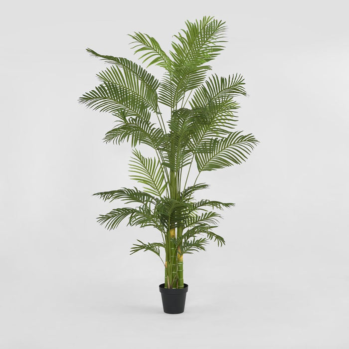 Palm Tree Real Touch In Black Plastic Pot