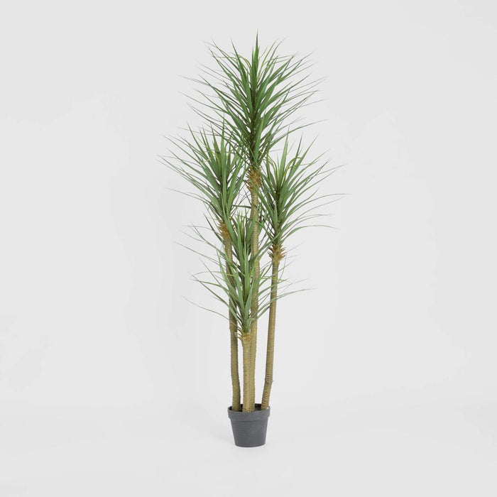 Yucca Tree In Black Pot 180cm