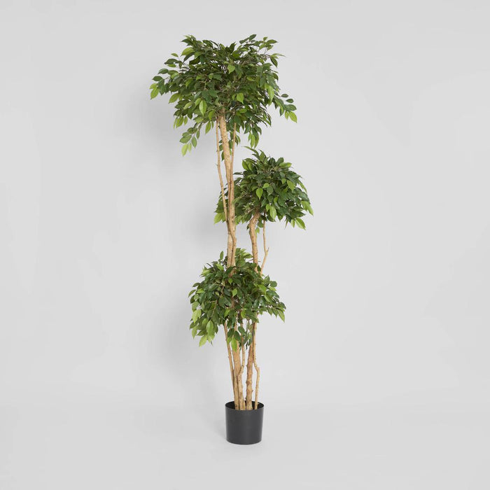 Ficus Tree 180cm