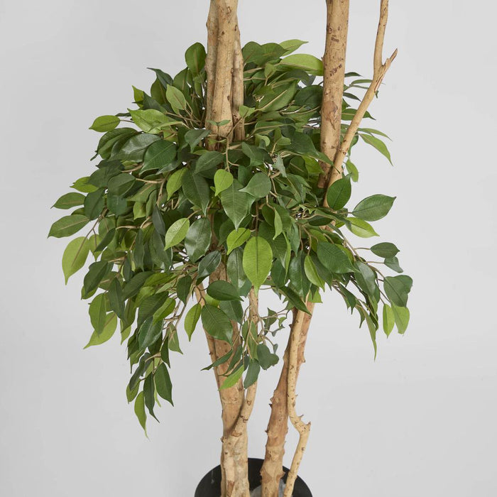 Ficus Tree 180cm