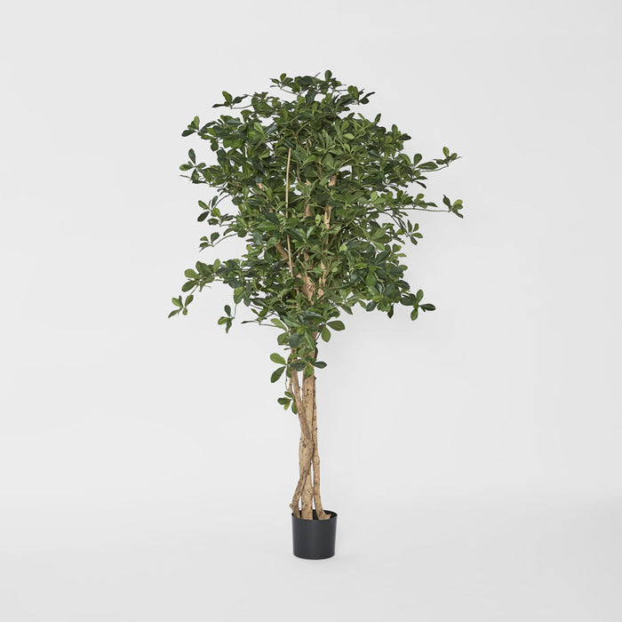 Oriental Olive Tree 155cm