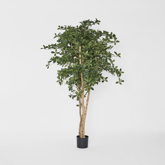 Oriental Olive Tree 155cm