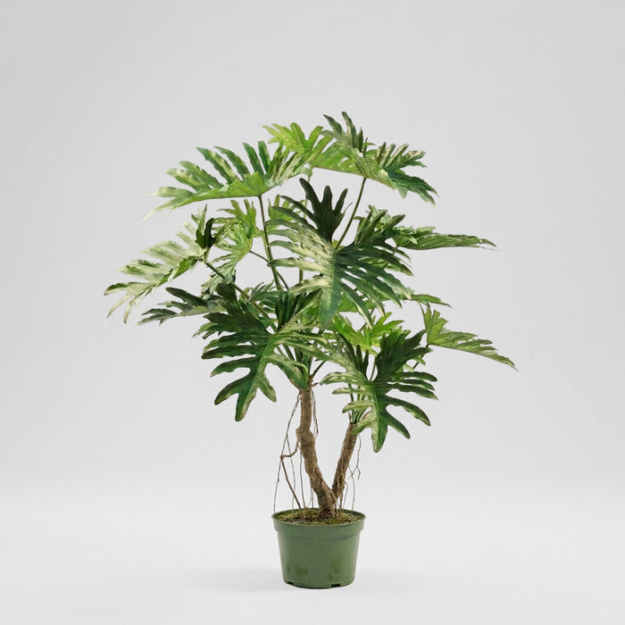 Philodendron Selloum Tree 140cm