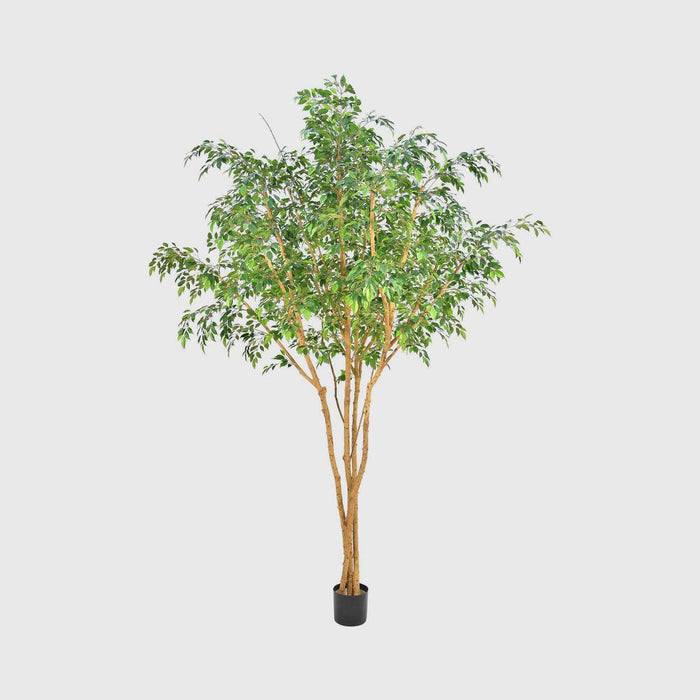 Ficus Natasja Tree 2.5m