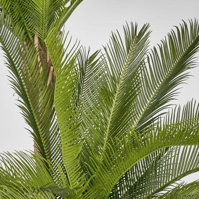 Cycus Palm 1.5M with 2058 Leaves