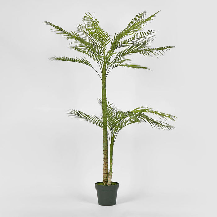 Palm Tree Double Stem In Black Plastic Pot