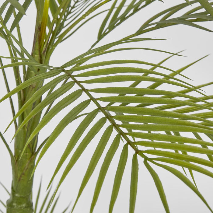Palm Tree Double Stem In Black Plastic Pot