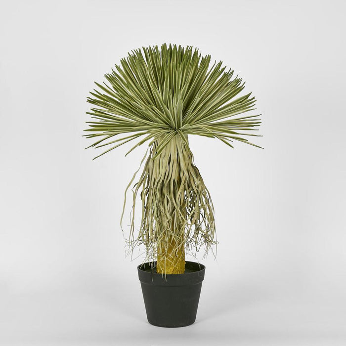 Variegated Grass Tree 60cm