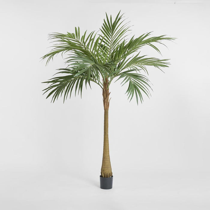 Majesty Palm Tree 240cm