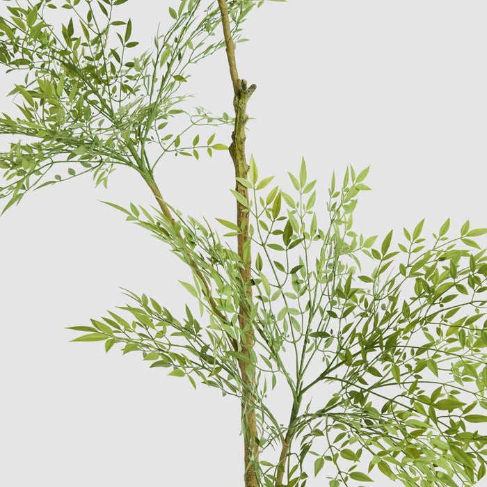 Green Nandina Tree 170cm