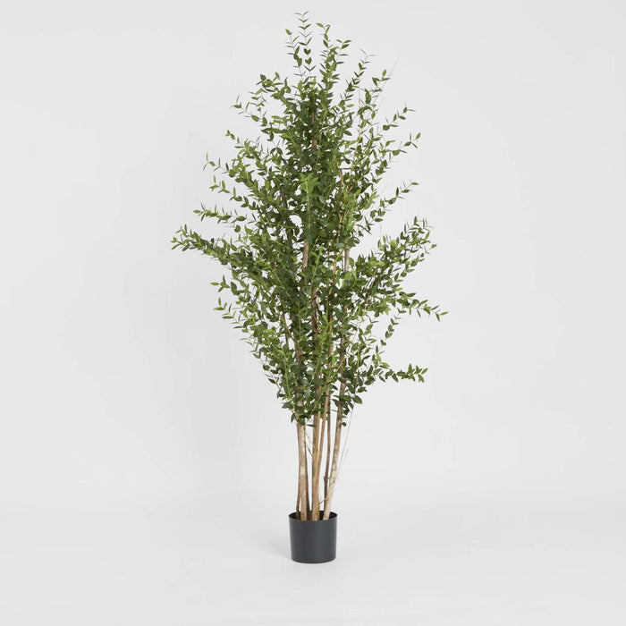 Eucalyptus Mini Leaf Tree 180cm Green
