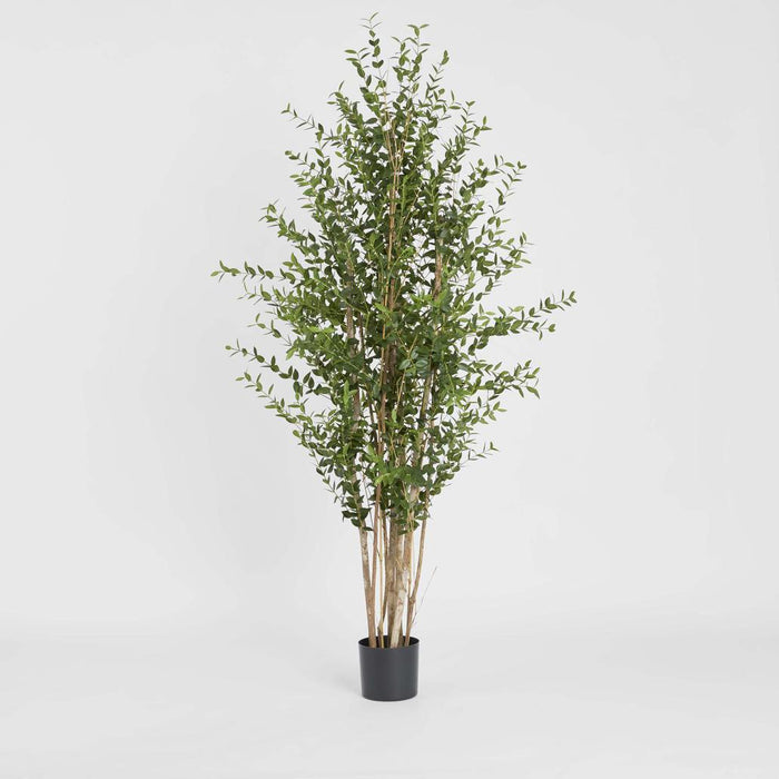 Eucalyptus Mini Leaf Tree 180cm Green