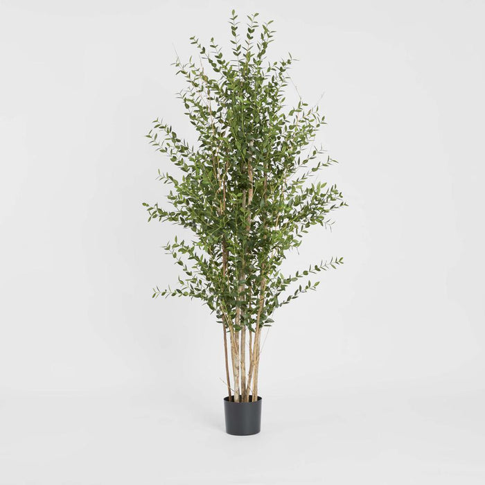 Eucalyptus Mini Leaf Tree 180cm Green