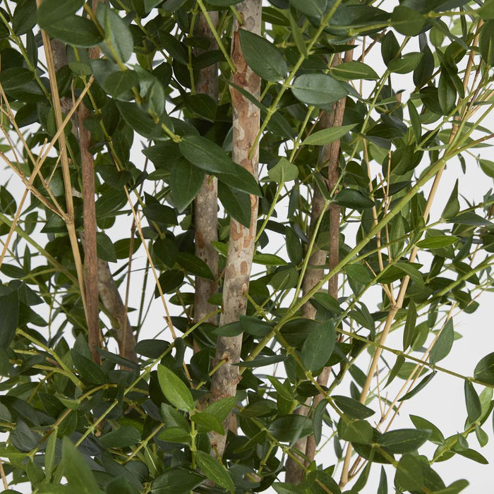 Eucalyptus Mini Leaf Tree 180cm Green