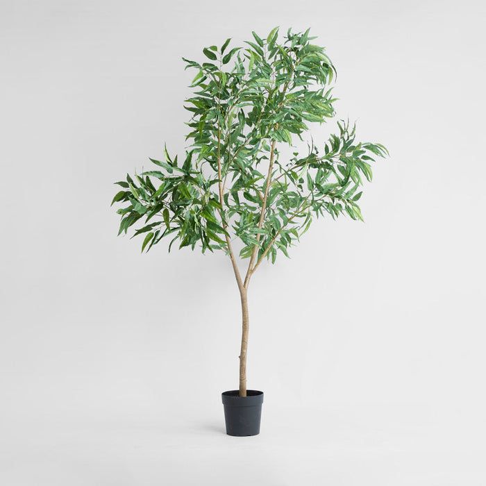 Long Leaf Eucalyptus Potted Tree 240cm