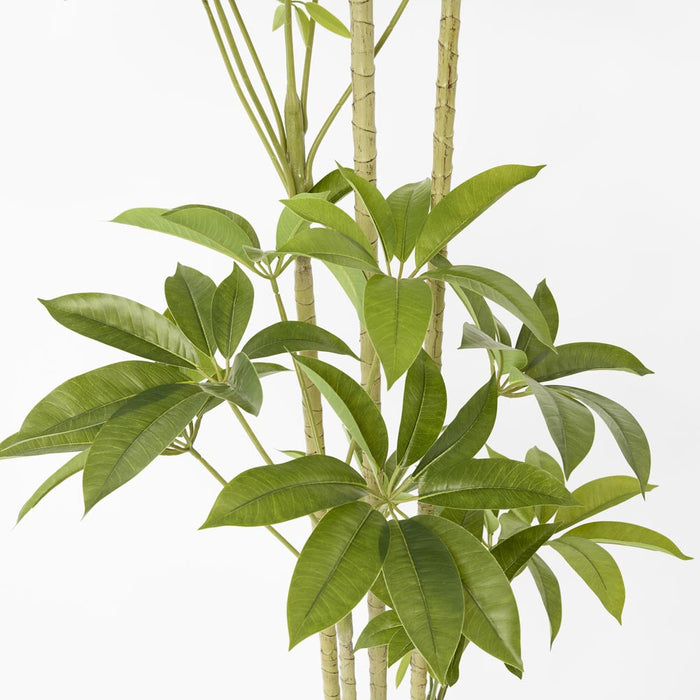 Frangipani Real Touch Tree 210cm