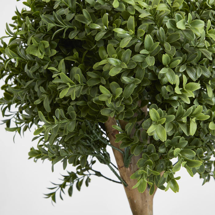 Boxwood Double Ball Tree 1.1m