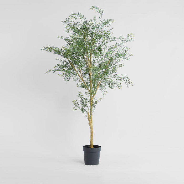 Acacia Potted Tree 200cm
