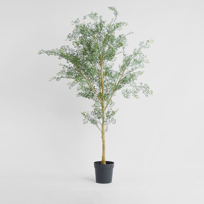 Acacia Potted Tree 200cm