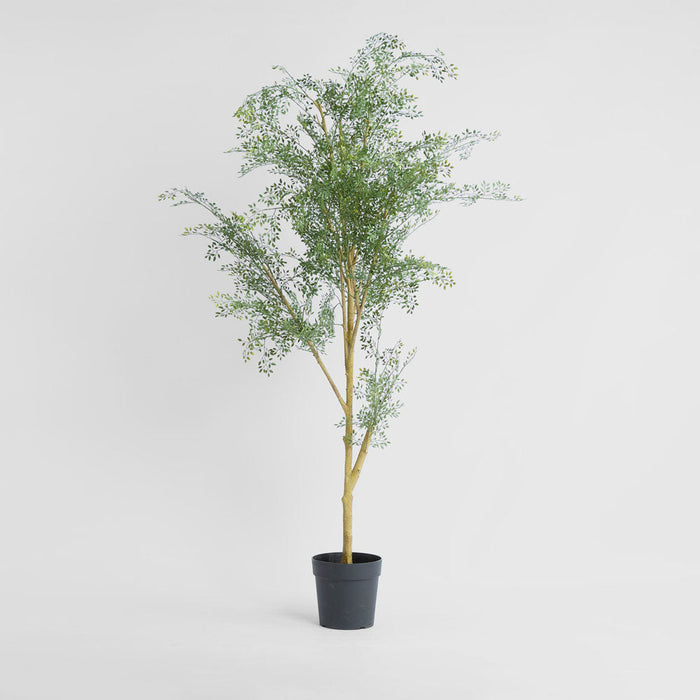 Acacia Potted Tree 200cm