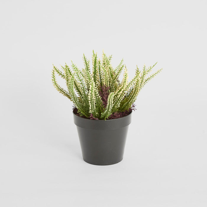Heather Potted Bush 23cm