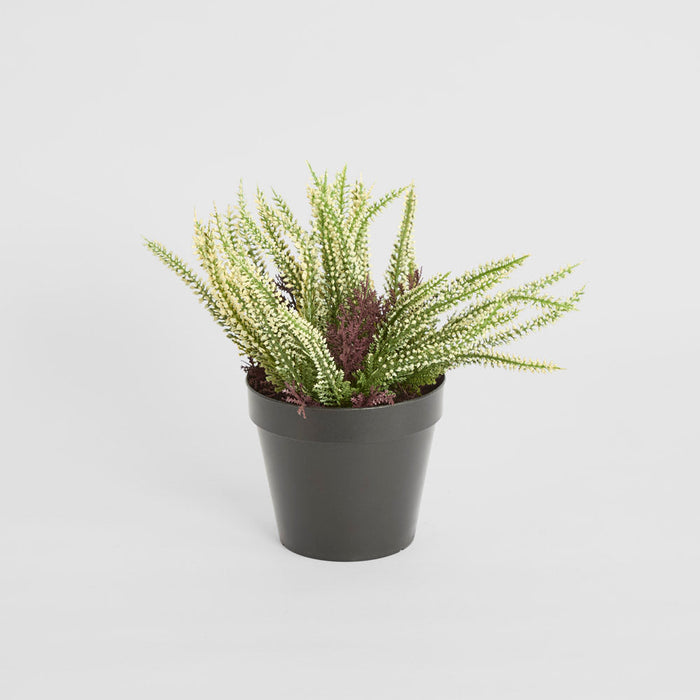 Heather Potted Bush 23cm