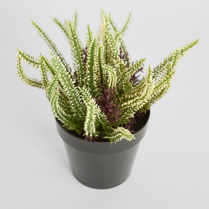 Heather Potted Bush 23cm