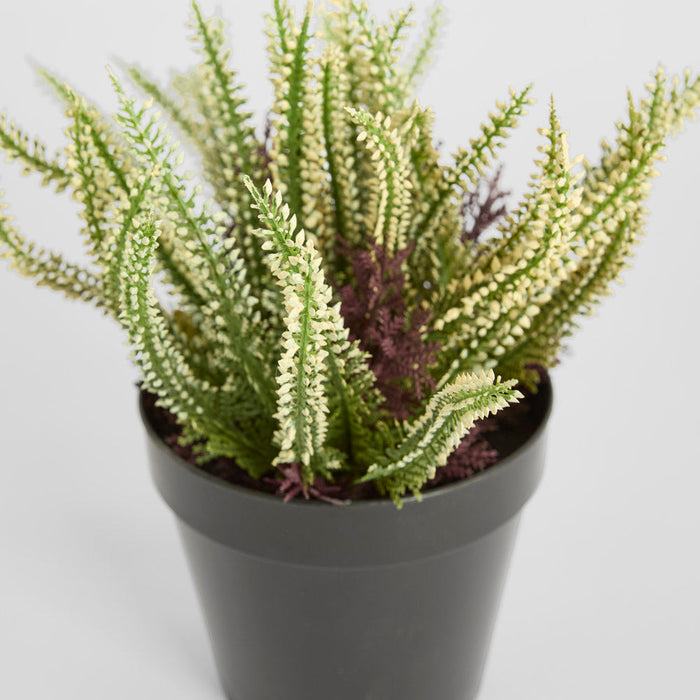 Heather Potted Bush 23cm