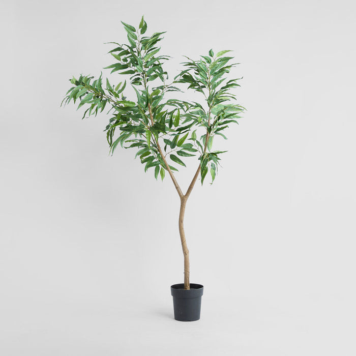 Blue Gum Potted Tree 193cm