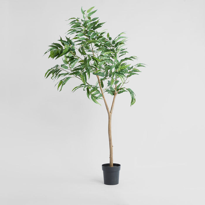 Blue Gum Potted Tree 193cm