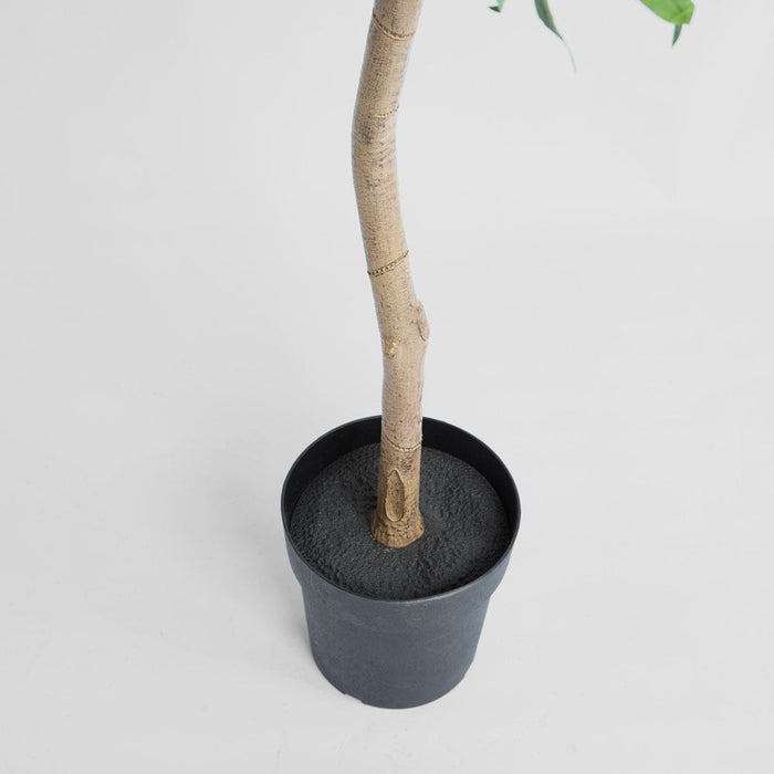 Blue Gum Potted Tree 193cm