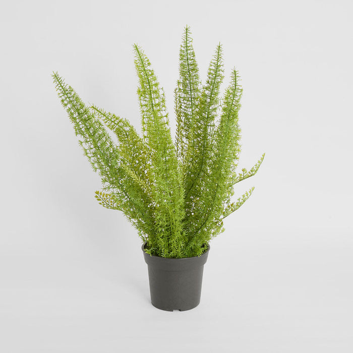Fox Tail Asparagus Potted 61cm