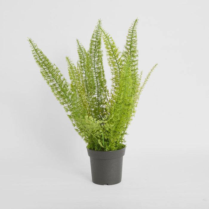 Fox Tail Asparagus Potted 61cm