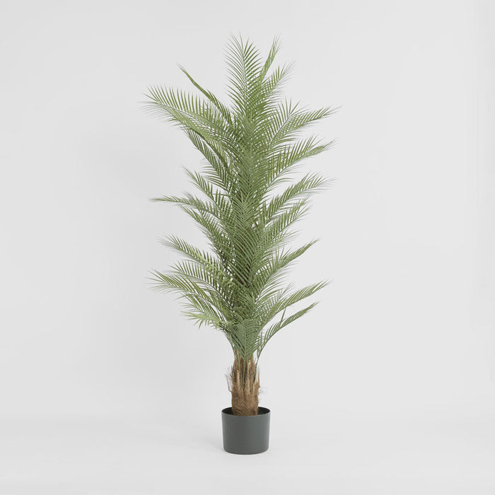 Plam Tree Real Touch Tree