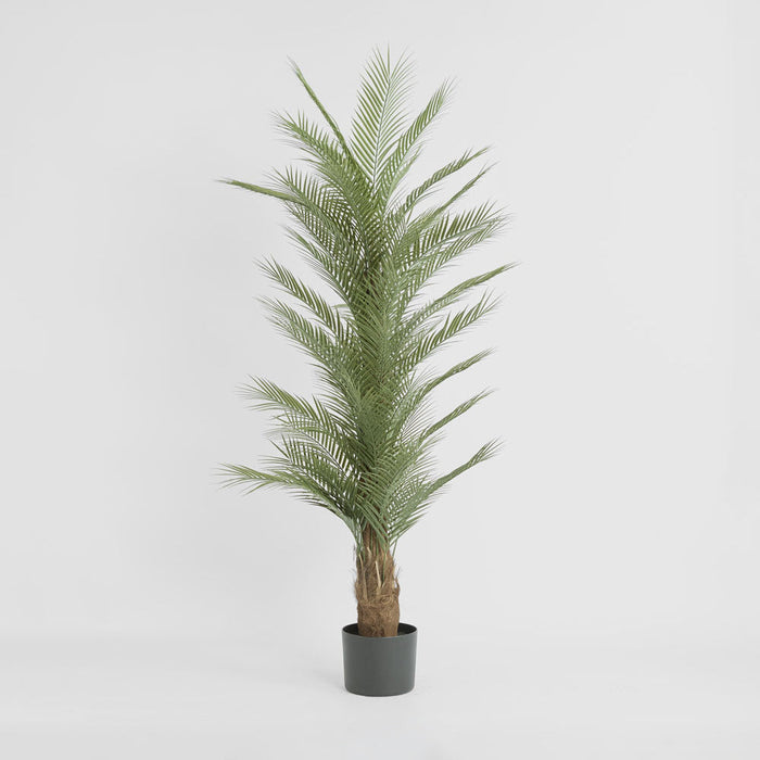 Plam Tree Real Touch Tree