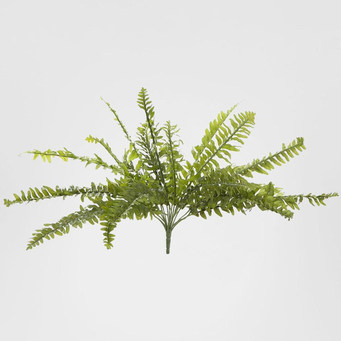 Boston Fern Bush 48cm
