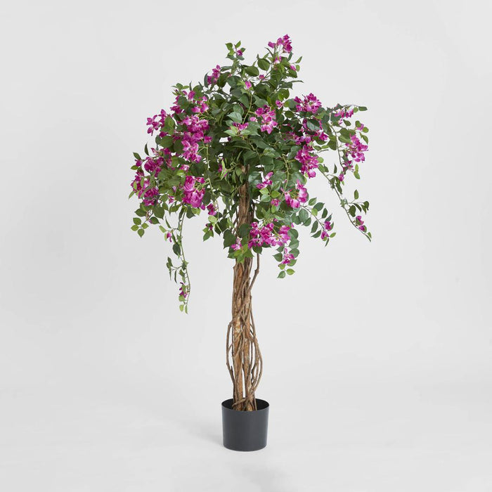 Bougainvillea Tree 1.6m