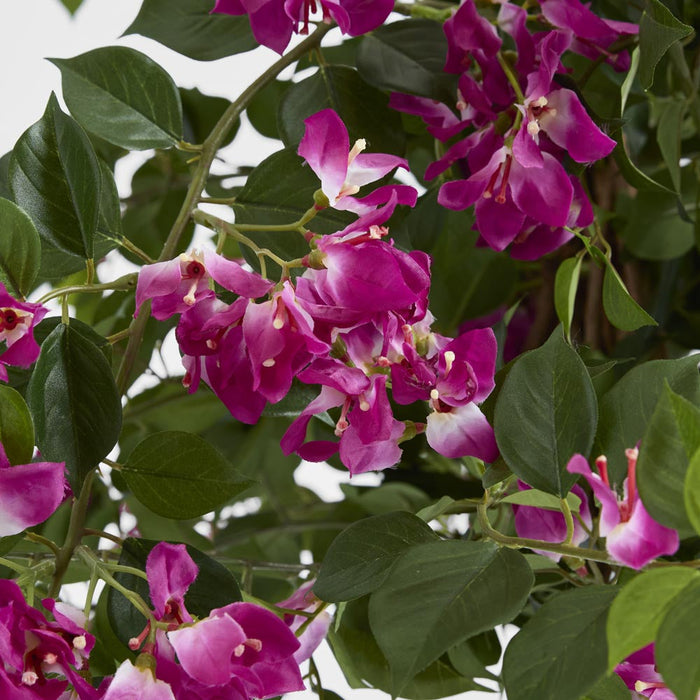 Bougainvillea Tree 1.6m