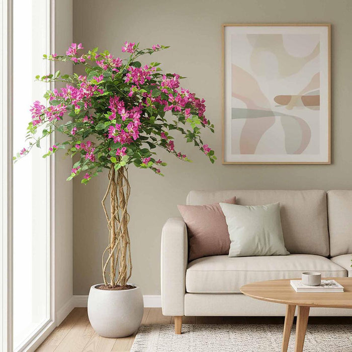 Bougainvillea Tree 1.6m