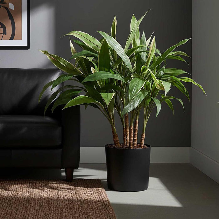 Cordyline Tree 80cm