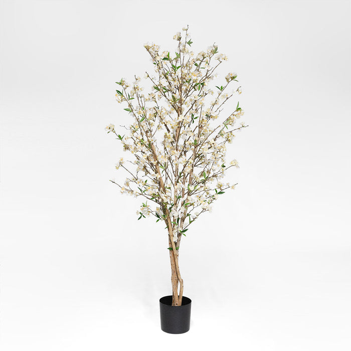 Cherry Blossom Tree 1.8m