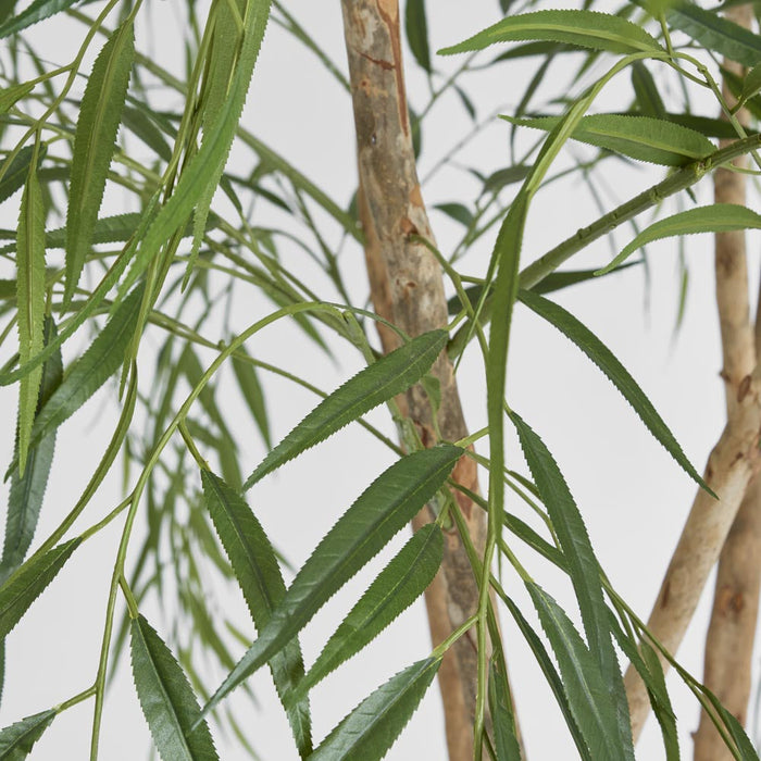 Willow Tree 1.8m