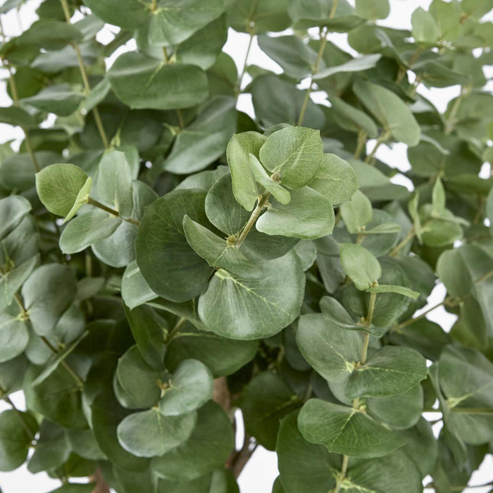 Eucalyptus Tree w 884 Lvs