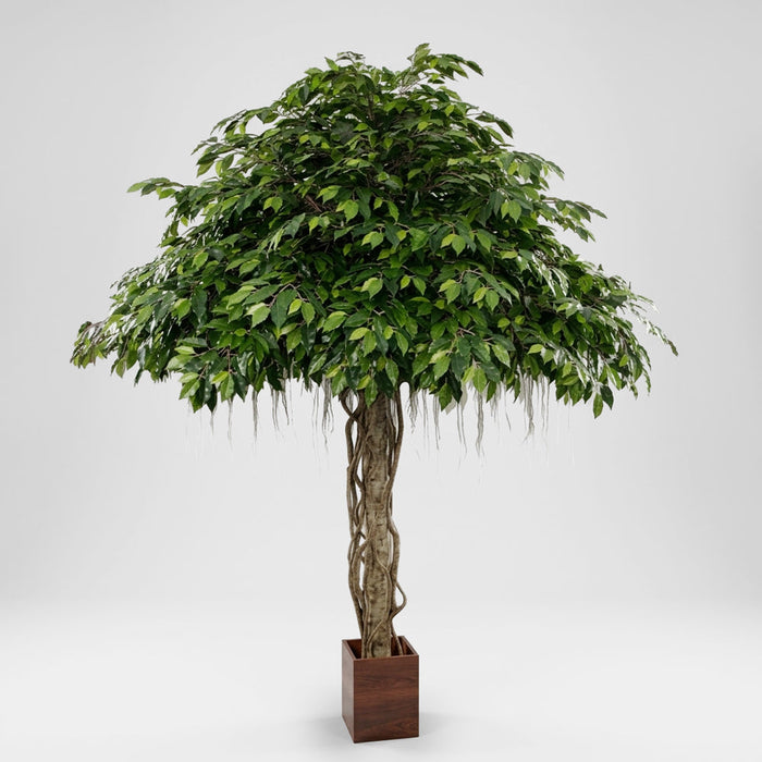 Fat Ficus Umbrella Giant 3.05m