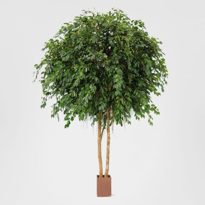 Giant Ficus Exotica 3.05m
