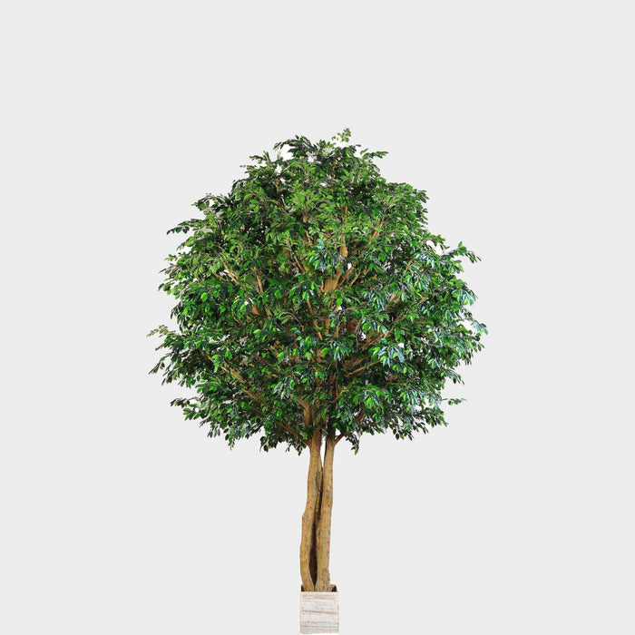 Mixed Ficus Giant Tree 4.7m 24888Lvs