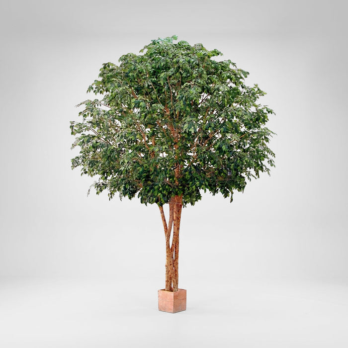 Mixed Ficus Giant Tree x 4 3.7m 30500Lvs