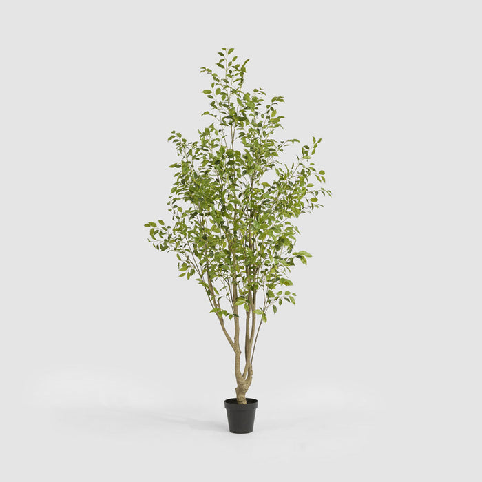 Ficus Variegated Real Touch Tree 270cm